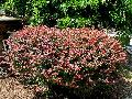Rosy Glow Barberry